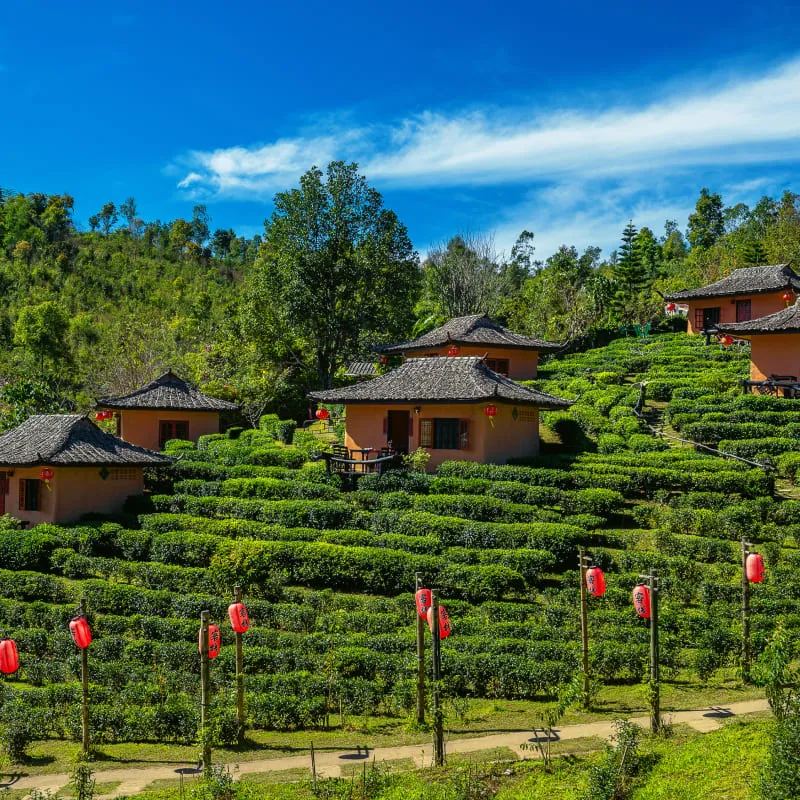 Traditional houses on terraced green tea fields under a blue sky with scattered clouds.