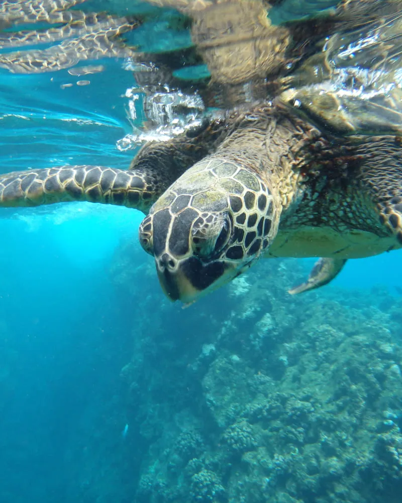 Close-up of a sea turtle swimming near the ocean surface above coral reef underwater.