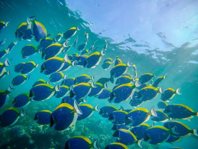 Australia